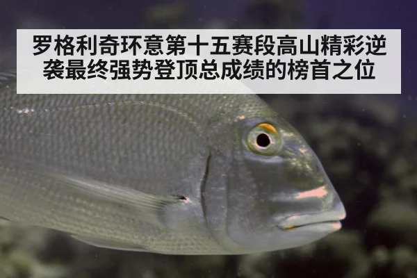 罗格利奇环意第十五赛段高山精彩逆袭最终强势登顶总成绩的榜首之位